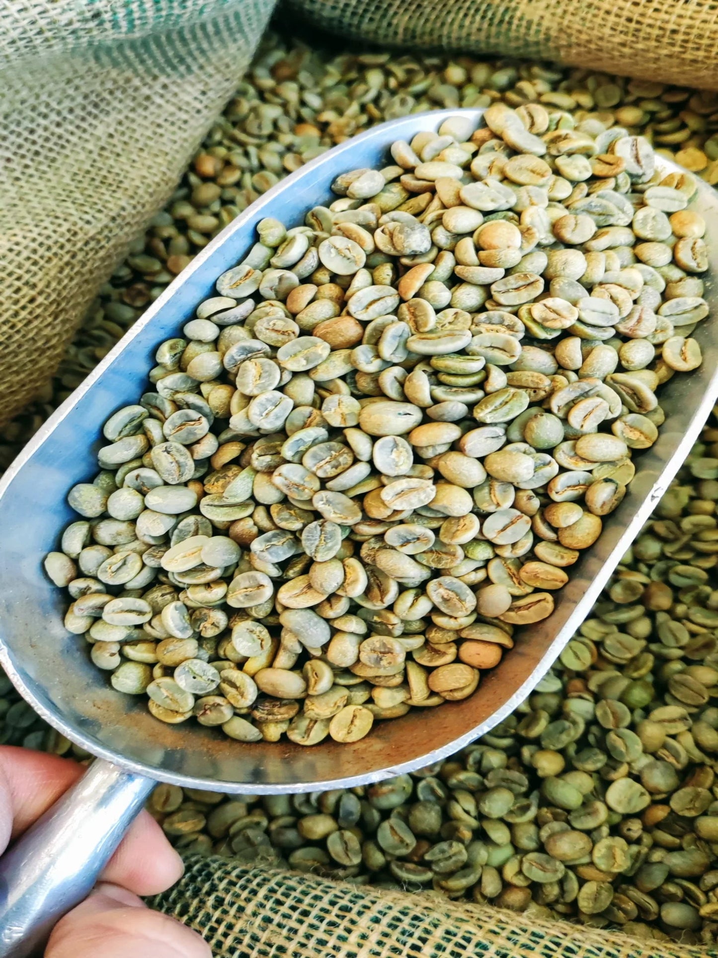 Green Coffee Beans